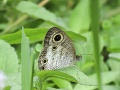 Ypthima pandocus corticaria
