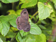 Ypthima pandocus corticaria
