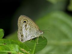Ypthima pandocus corticaria