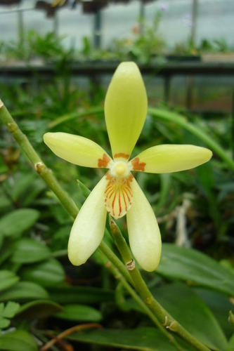 Phalaenopsis cochlearis