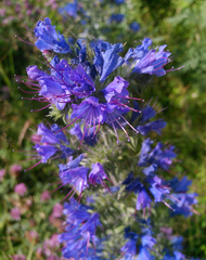 Echium vulgare