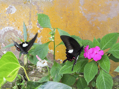 Papilio helenus