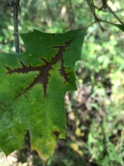Apiognomonia errabunda