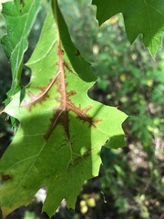 Apiognomonia errabunda