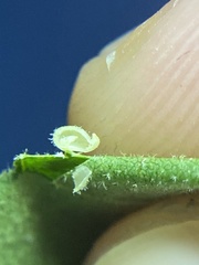Caryomyia eumaris