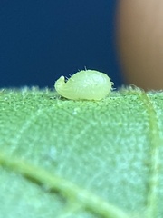 Caryomyia eumaris