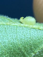 Caryomyia eumaris