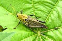 Romaleidae