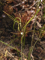 Arabis hirsuta