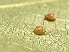 Caryomyia eumaris