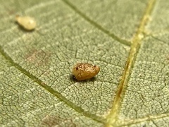 Caryomyia eumaris