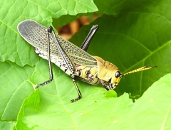 Romaleidae