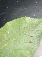 Caryomyia eumaris