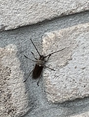 Gnaphalodes trachyderoides