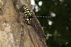 Anoplophora horsfieldii