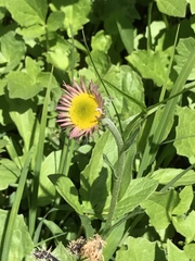 Erigeron glacialis glacialis