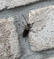 Gnaphalodes trachyderoides