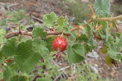 Ribes roezlii roezlii