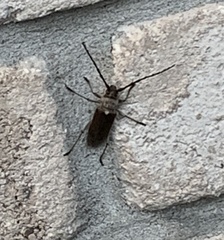 Gnaphalodes trachyderoides