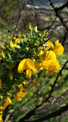Adesmia confusa