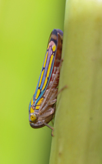 Apogonalia stalii