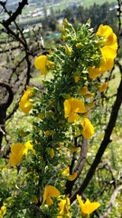 Adesmia confusa
