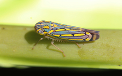 Apogonalia stalii
