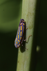 Apogonalia stalii