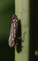 Apogonalia stalii
