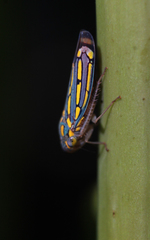 Apogonalia stalii
