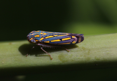 Apogonalia stalii