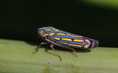 Apogonalia stalii
