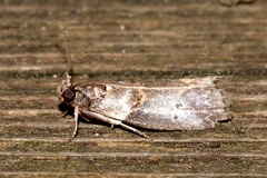 Acrobasis caryae
