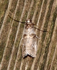 Acrobasis caryae