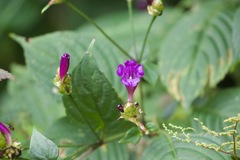 Strobilanthes attenuata