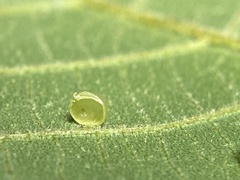 Caryomyia leviglobus