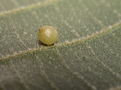 Caryomyia leviglobus