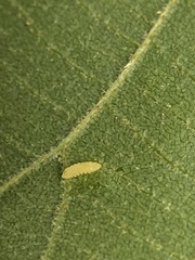 Caryomyia leviglobus