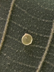 Caryomyia leviglobus