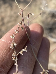Eriogonum cernuum
