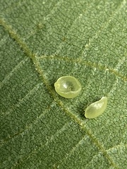 Caryomyia leviglobus