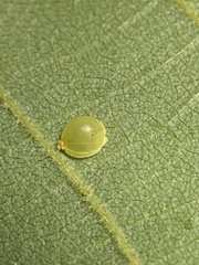 Caryomyia leviglobus