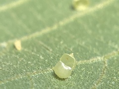 Caryomyia leviglobus