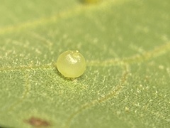 Caryomyia leviglobus