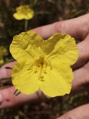 Oenothera berlandieri berlandieri