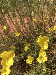Oenothera berlandieri berlandieri