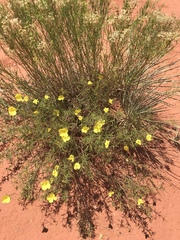 Oenothera berlandieri berlandieri