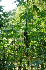 Ambrosia trifida trifida