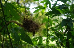 Ambrosia trifida trifida