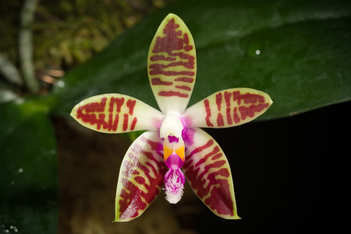 Corningiana Orchid